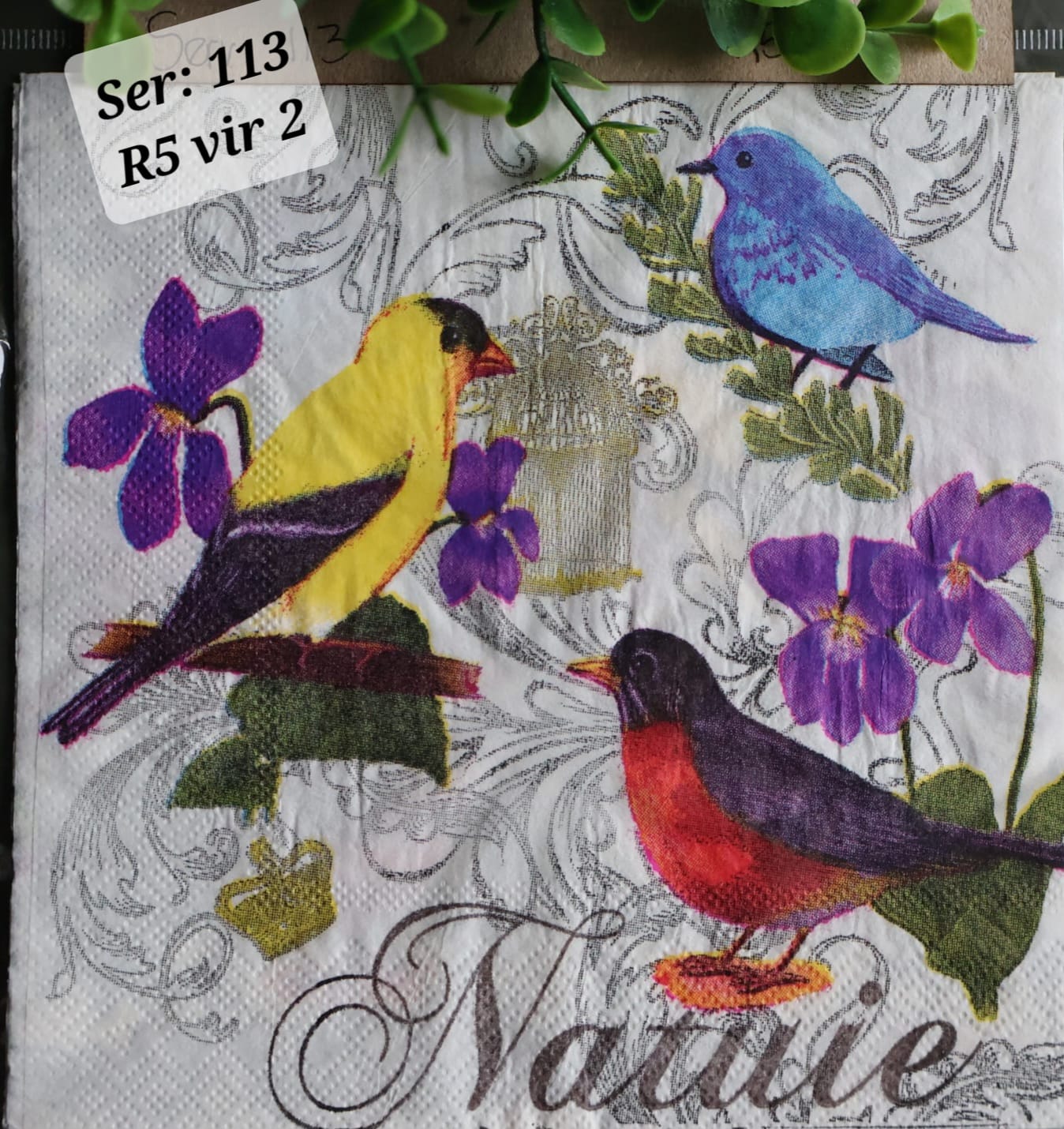 Colourful birds