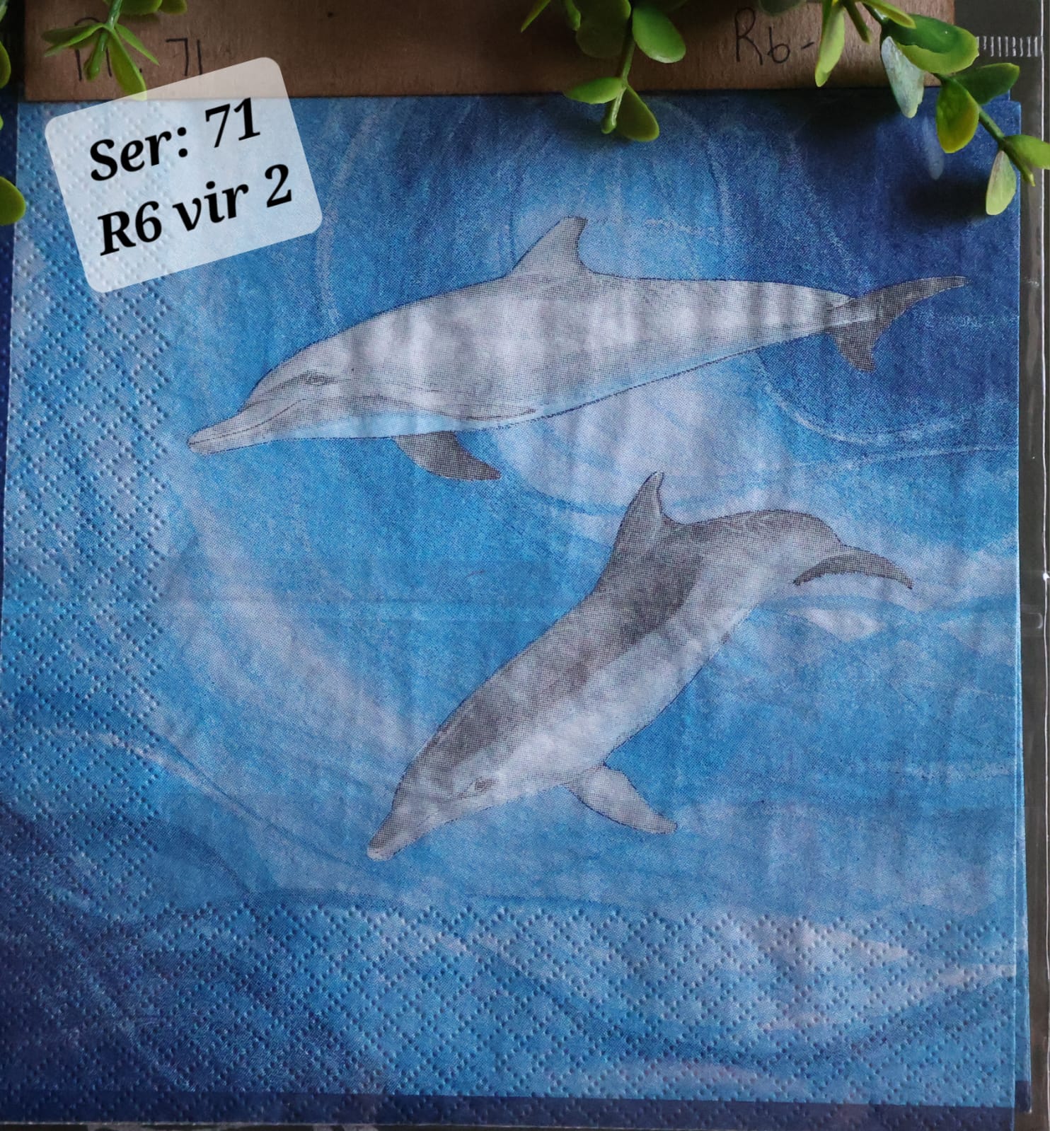 Dolphins