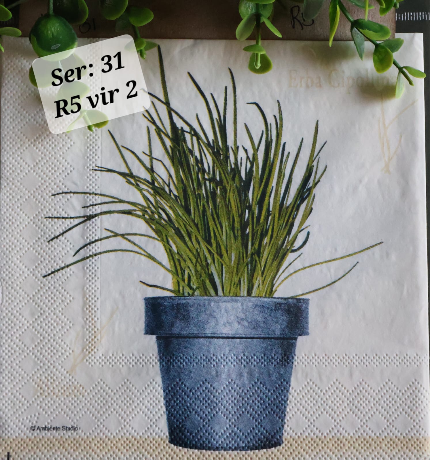 Pot Plant