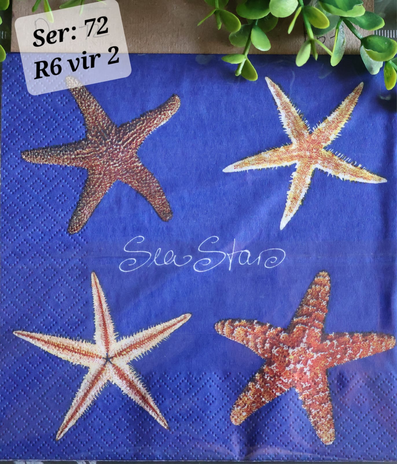 Star Fish
