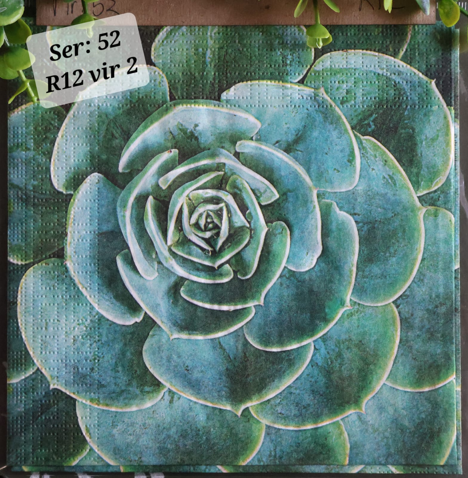 Succulant